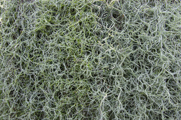 green flora fiber pattern background
