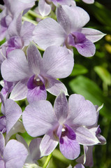 purple Thai orchid in the farm