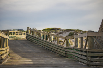 Obraz premium African Penguin colony around walkway at Sunrise on Boulders Beach, Cape Town, South Africa.