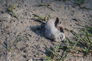 Death bird