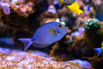 Coral reef fish