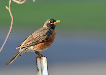 American Robin on fence with worm