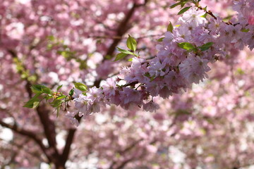 Cherry blossom trees in Milton Keynes, England bloom in the spring