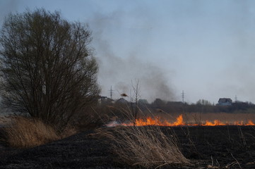 Cleaning the fields of the reeds and dry grass. Natural disaster. Burning dry grass