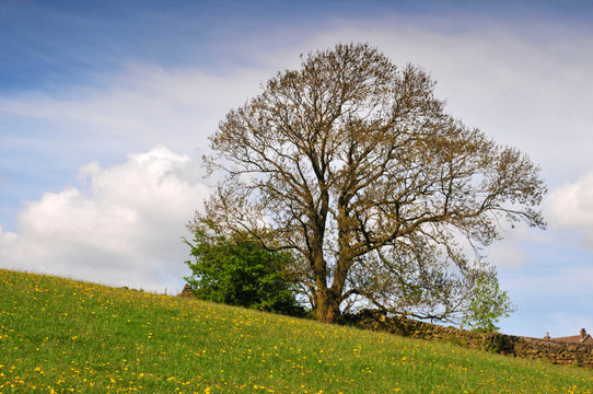 a single oak free on a hillside spring meadow with yellow flowers next to a dry stone wall with farmhouse roof and bright blue sky with white clouds