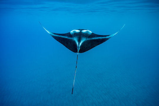Manta ray swimming in ocean