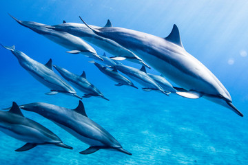 Dolphins swimming in ocean