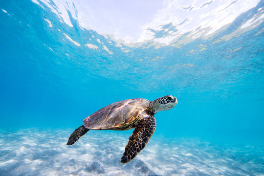 Turtle swimming in ocean