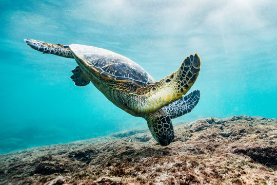 Turtle swimming in ocean