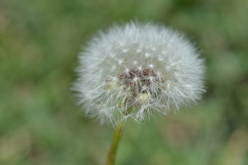 Macro photo of a dandelion puff on a green background 