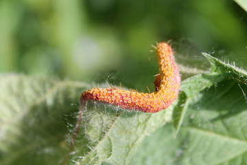 Nettle Clustercup Rust Fungus or Puccinia urticata on leaf of nettle