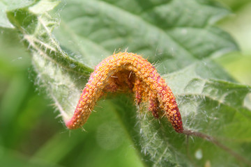 Nettle Clustercup Rust Fungus or Puccinia urticata on leaf of nettle