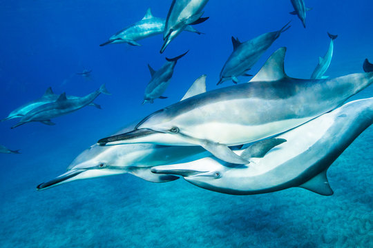 Dolphins swimming in ocean