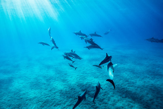 ハワイのイルカの群れ