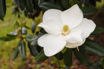 Flower of the Magnolia grandiflora, the Southern magnolia or bull bay, tree of the family...