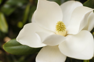 Fototapeta na wymiar Flower of the Magnolia grandiflora, the Southern magnolia or bull bay, tree of the family Magnoliaceae