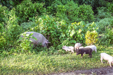 Mother sow pig with piglets on side of road on Upolu Island, Samoa, South Pacific