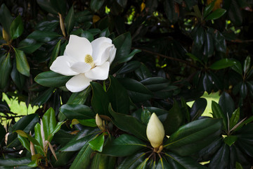 Flower of the Magnolia grandiflora, the Southern magnolia or bull bay, tree of the family Magnoliaceae - obrazy, fototapety, plakaty