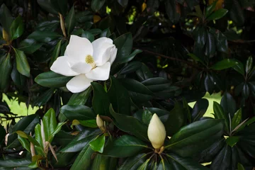Selbstklebende Fototapeten Blume der Magnolia grandiflora, der südlichen Magnolie oder Stierbucht, Baum der Familie Magnoliengewächse © Liudmila