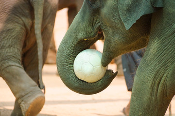 Elephant using its trunk to hold a football