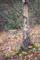 Obraz premium Birch in the forest