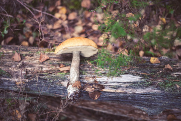 Mushroom in the forest