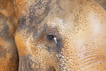 Closeup of Asiatic male elephant eye with tear