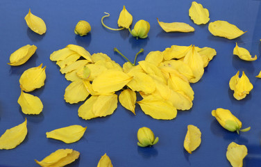 Yellow petal of golden shower flower set to butterfly shape and corolla flower put around on the blue background. Corolla of cassia fistula or Canafistula set to butterfly on the floor.