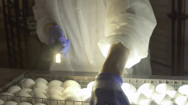 Worker check embryos inside eggs with egg-tester