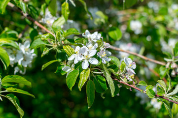 White flowers on tree in Canada