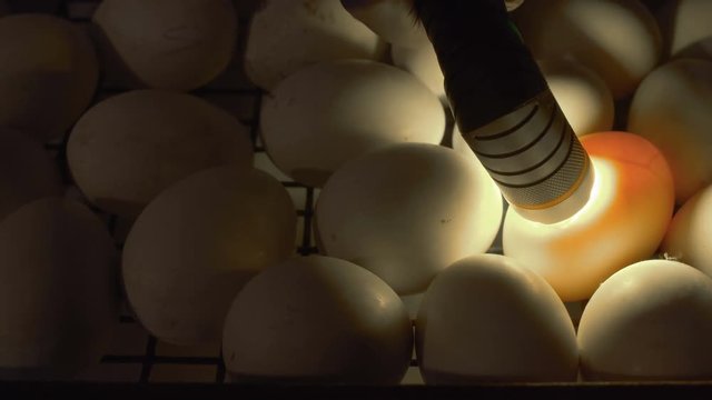 Process of checking embryos inside eggs with egg-tester