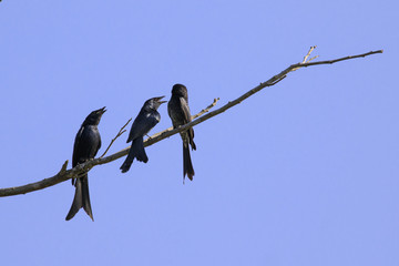 Image of Black Drongo(Dicrurus macrocercus) on a twig on a blue background.. Bird, Wild Animals.