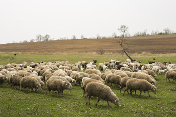Obraz premium A herd of goats and sheep. Animals graze in the meadow. Mountain pastures of Europe.