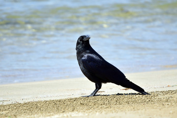 海辺のカラス