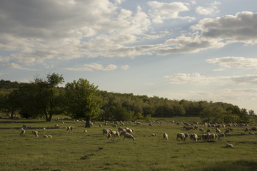 Fototapeta premium A herd of goats and sheep. Animals graze in the meadow. Mountain pastures of Europe.