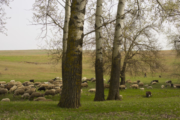 A herd of goats and sheep.  Animals graze in the meadow. Mountain pastures of Europe.
