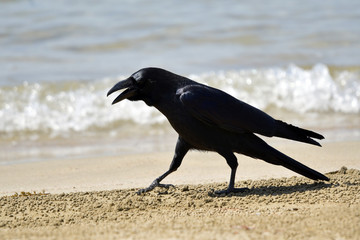 海辺のカラス