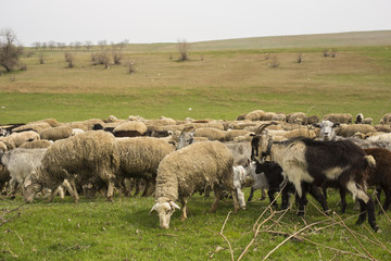Fototapeta premium A herd of goats and sheep. Animals graze in the meadow. Mountain pastures of Europe.