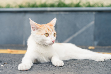 A cat is staring ahead