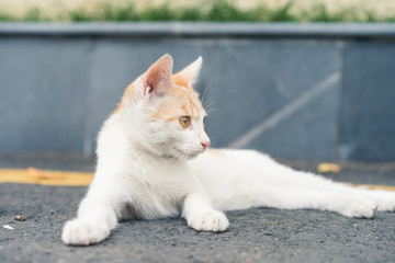 A cat is staring ahead