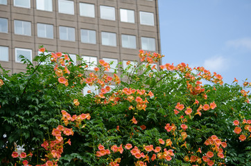 札幌市役所と花