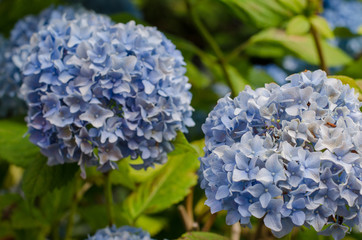 あざやかなアジサイ