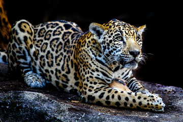 Jaguar with bone © John