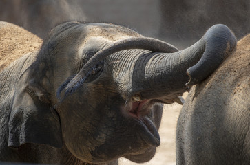 Elephant open mouth