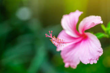 The pink hibiscus with the red petal and nice yellow pollen in the shade green garden with the light or flare from the picture edge , focus on the yellow pollen. 