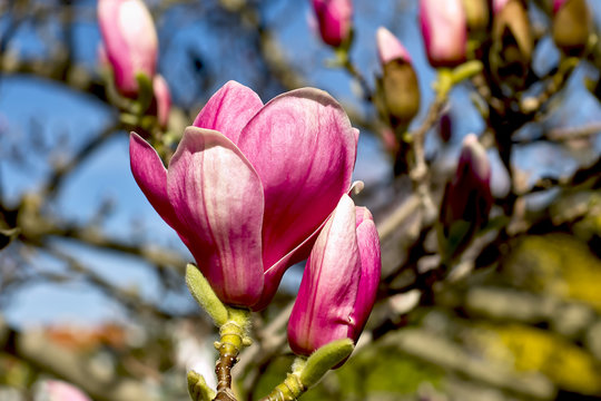 Flowers and buds of Magnolia Triumphans in spring (Magnolia x soulangiana), Magnoliaceae