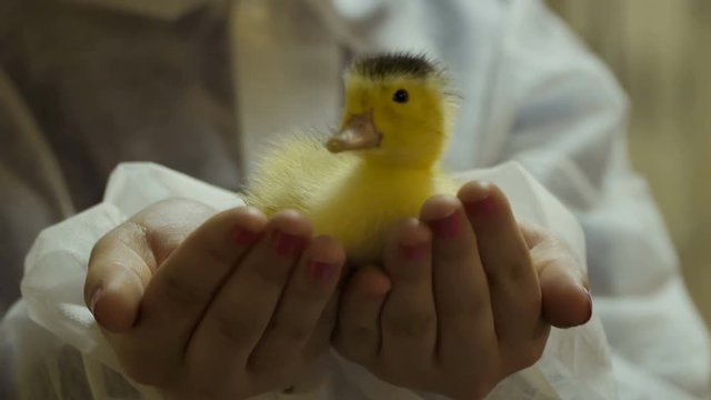 รูปภาพMulard เลือกดูภาพถ่ายสต็อก เวกเตอร์ และวิดีโอ471 Adobe Stock