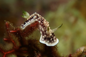 Purple and Yellow Nudibranch, underwater sea slug