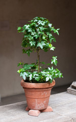 TOPIARY IN A POT WITH RISERS WHICH AID IN DRAINAGE AND AIR CIRCULATION