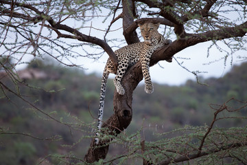 Fototapeta na wymiar Leopard Relaxing in an acacia tree